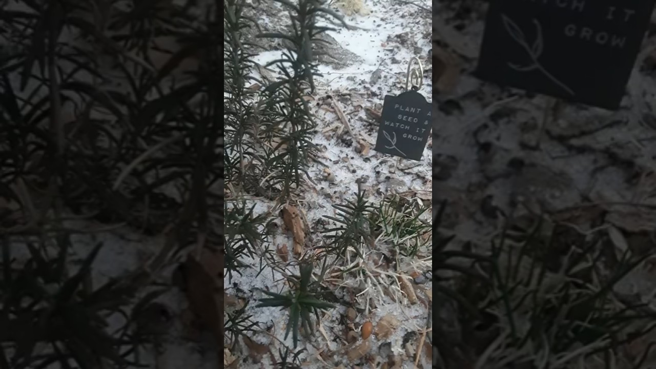 Gardens Under Ice | Perennial Herbal Gardens | Ice Storm | Cultivator Spenta| Essence Of Nature