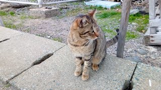 猫の島で有名な相島、ダーウィンの猫ちゃん
