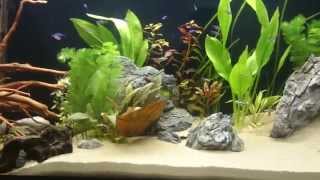 Kirysek Wenezuelski Corydoras Venezuelanus 200 L