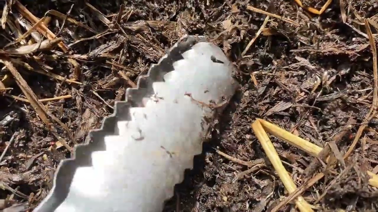 🪱 I Caught These Millipedes and Beetle Larvae Myself! 🌿