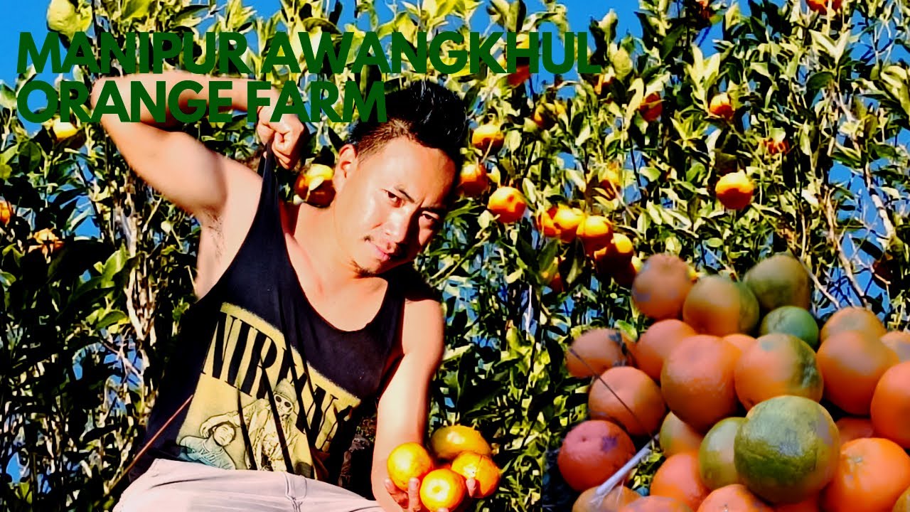 Manipur Awangkhul Village Orange Farm ( Traveling Episode - 8 )