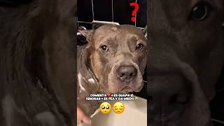 ¿Que piensas de mi? 🐶🤔 #shorts #pitbull #dog #doglove #perros