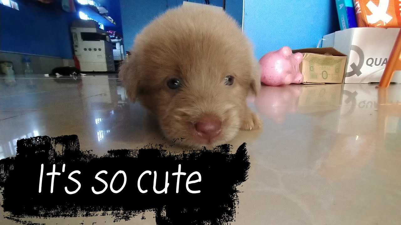 It's so cute - YouTube