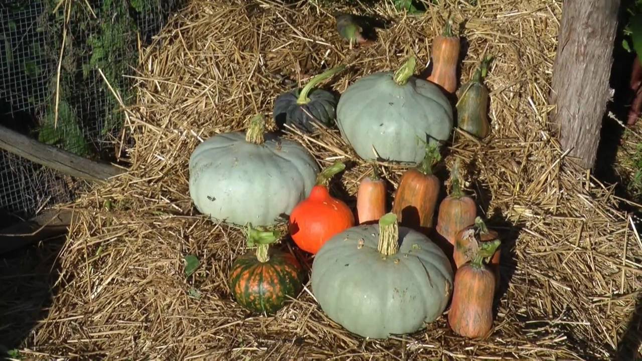 Harvesting the picker bush squash