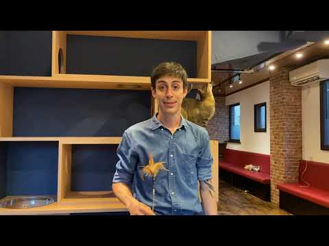 [Rescued Cat Restaurant] How to spend time inside the restaurant (Japanese)
