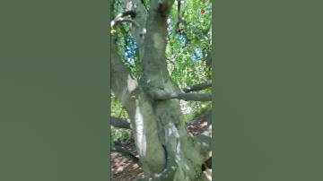 Man explores the magical hidden world inside a weeping beech tree || WooGlobe