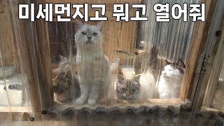 고양이들에게 마스크를 씌워주고 싶어요. by 산골짜기동물칭구Valley Cat Friends 12,972 views 12 days ago 7 minutes, 11 seconds