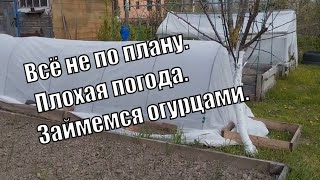 Всё идет не по плану. Плохая погода. Но есть выход — огурцы на рассаду.