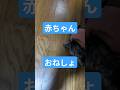 ねこ おしっこ #ねこ#ねこ動画#猫#猫動画