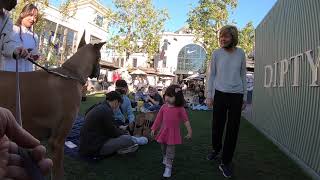 Cash 2.0 Great Dane at The Grove and Farmers Market in Los Angeles (part 1)