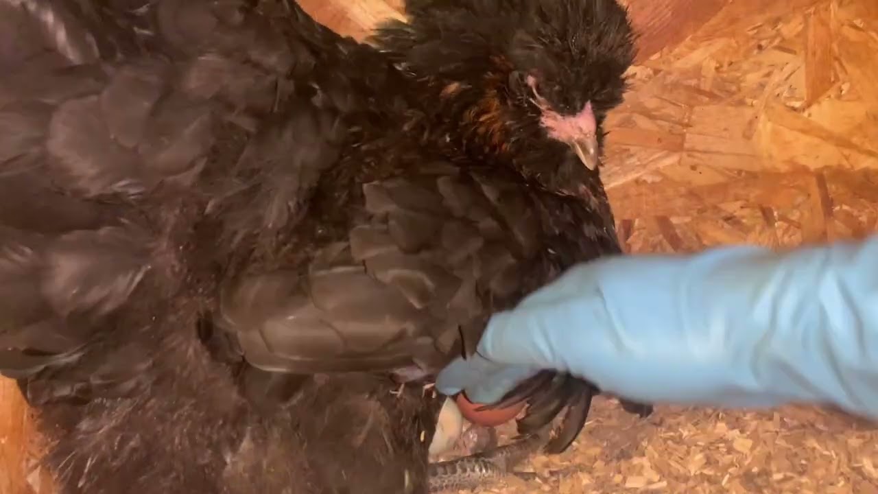 И всё-таки некоторые куры видят в темноте🐔🐓🐔Сбор яиц🥚🪺🥚