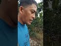 Ayos 4 na Araw na nag ulan sumigla Ang mga tanim ko💪💪💪