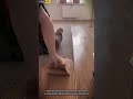 Workers Applying Adhesive for Vinyl Flooring Installation with Strong Bonding