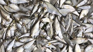 Winter Shad Castnetting