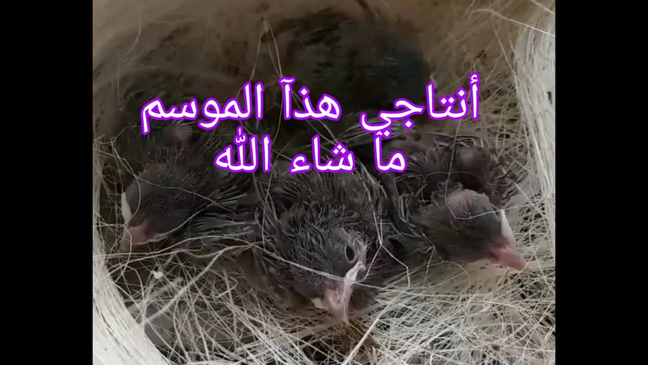 ملخص سحب أفراخ الوجبه ألاولى من بنات النثيه الطفره