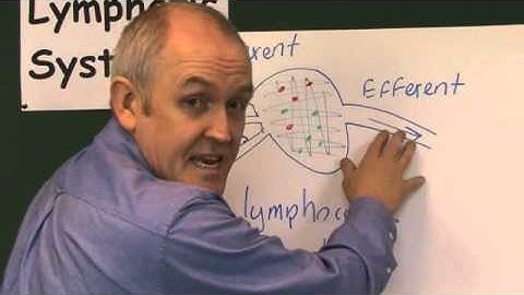 Lymphatic system 3, Lymph nodes