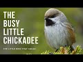 Busy Chickadees | The Little Bird That Could