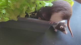 letting the rats play in a lettuce plant