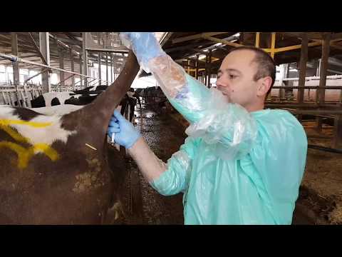 Video: Nutrire i vitelli. Dieta dei vitelli nei primi mesi di vita
