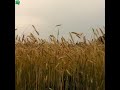 Beautiful England Wheat Farming Nature Scene 