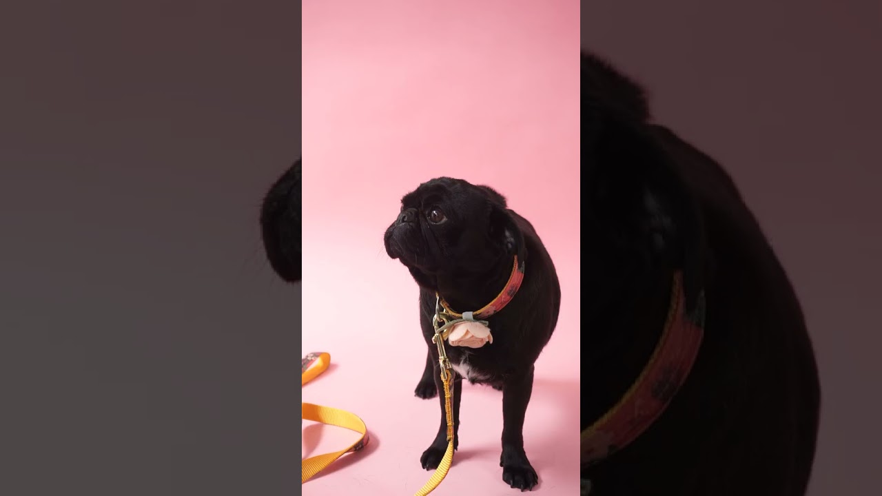 Check Out our New Laminated Cotton Dog Collar Styles on our Pug