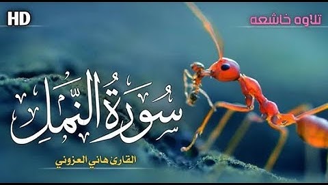 القارئ هاني العزوني | سوره النمل (١٥-٢٦) | Qari Hany Alazzony