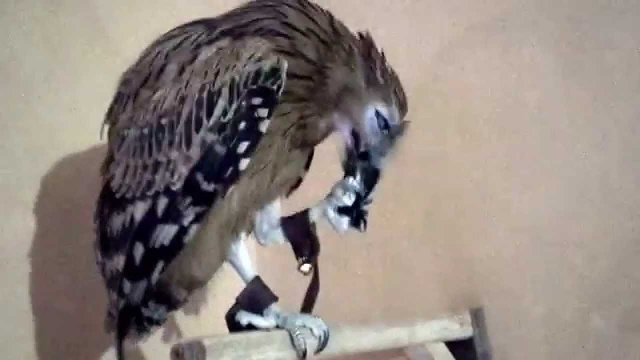 Partner Owl Buffy Fish Owl makan Burung Peking 