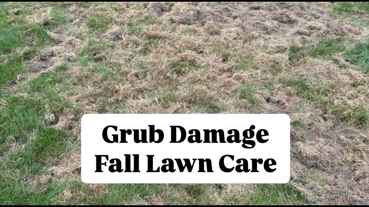 Grub Damage + Fall Lawn Care - YouTube