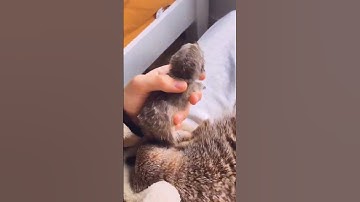 Kyle Thomas 💙 introducing the baby meerkat to the adult meerkat! 🥰 #kylethomas #shorts