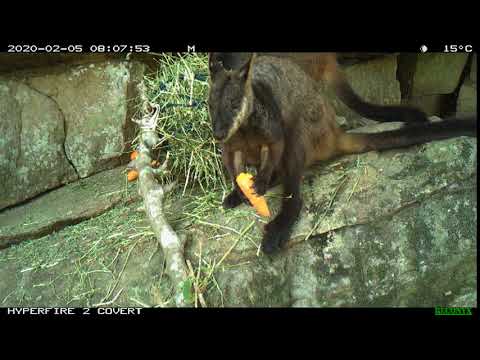 Gingernut eating carrot