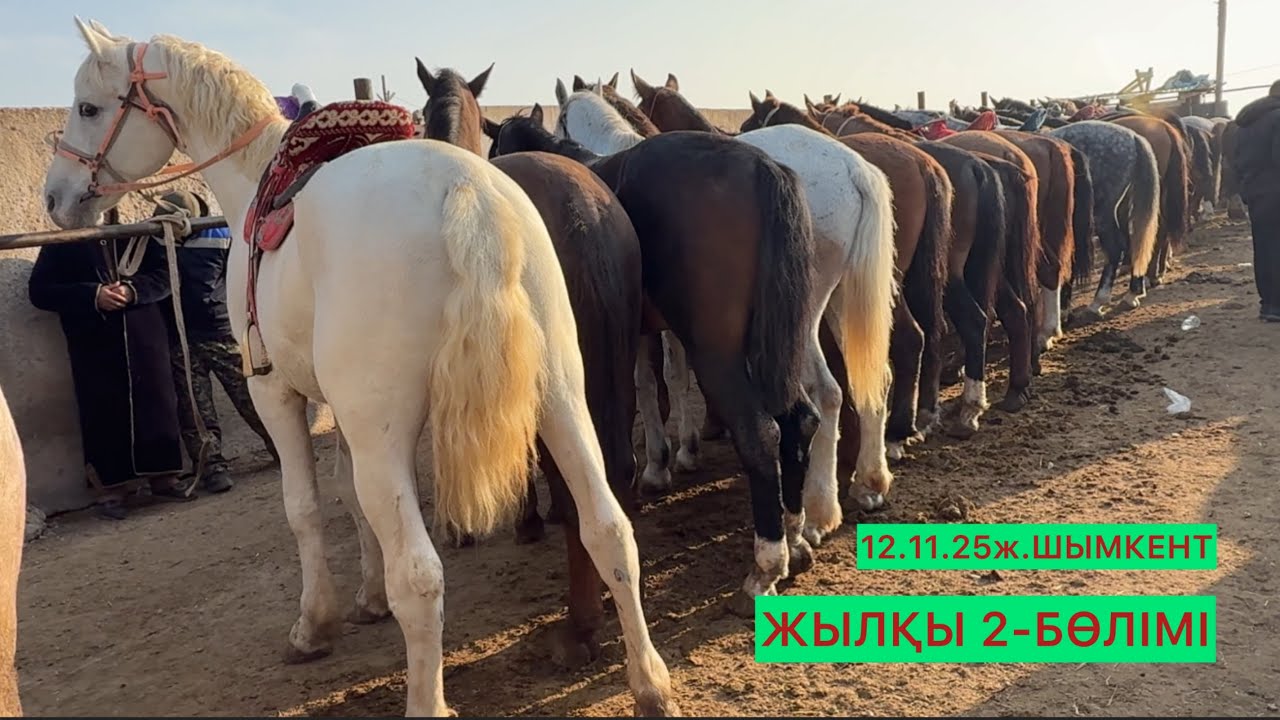 Жылқы 2-бөлімі 12.11.25ж.