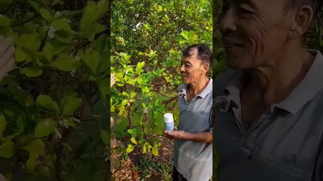 ต้นส้มโอ@F-PLUS1 