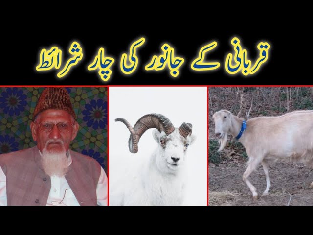 Qurbani Kay Jaanwar Kee Sharait - Maulana Ishaq