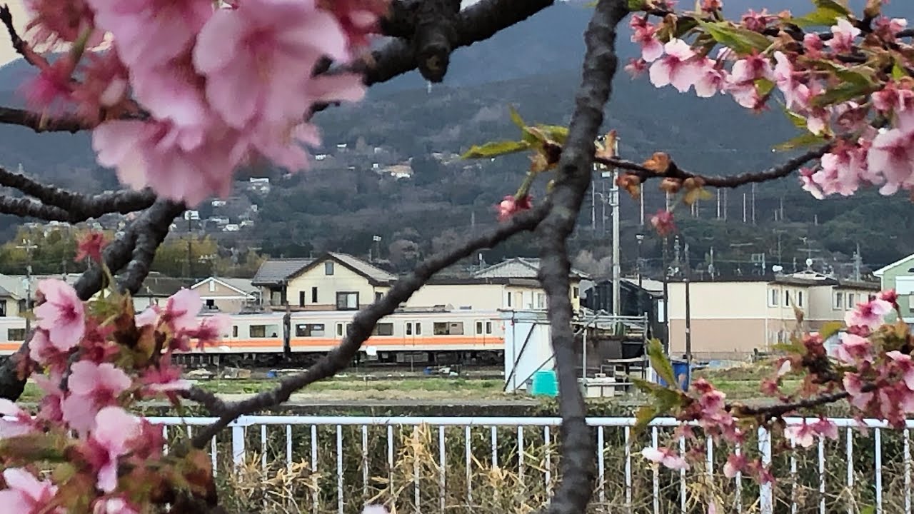 洞川河津桜🌸を見に行ってきました。最寄駅は大雄山線和田河原駅です。