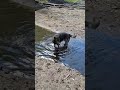 Unleashing the Honey Badger