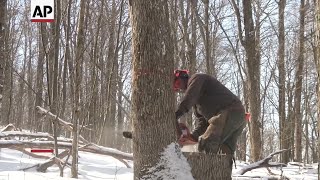 Beetle forces loggers to race against time