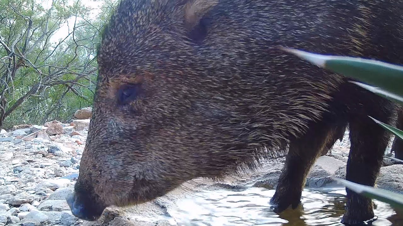 Javelina Snorts in Your Face, Kicks Rocks into the Watering Hole YouTube