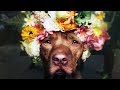 How Flower Crowns Are Breaking Stigmas Against Pit Bulls