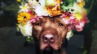 How Flower Crowns Are Breaking Stigmas Against Pit Bulls by Stories 26,280 views 6 years ago 2 minutes, 59 seconds