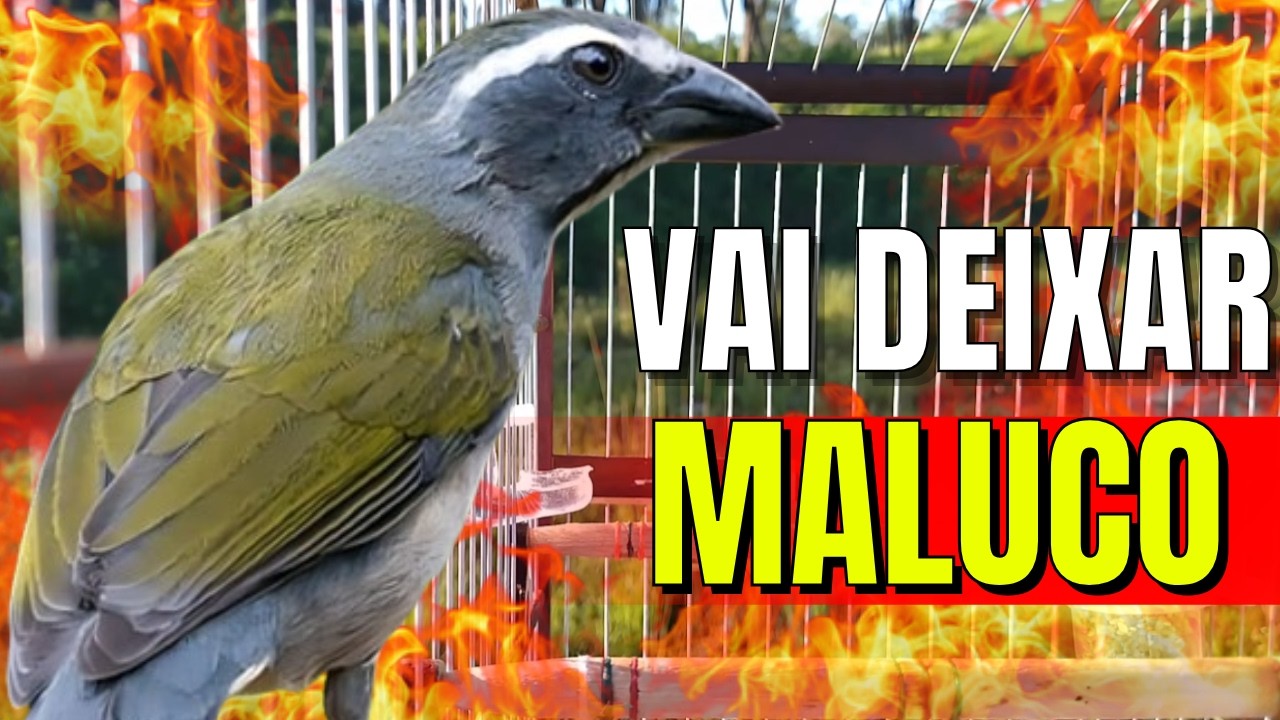 MELHOR Trinca ferro cantando Para Esquentar Trincaferro FRIO Com Trinca ferro Macheando  Trincaferro