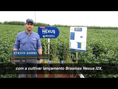 Brasmax Nexus I2X  Sul [LANÇAMENTO] 