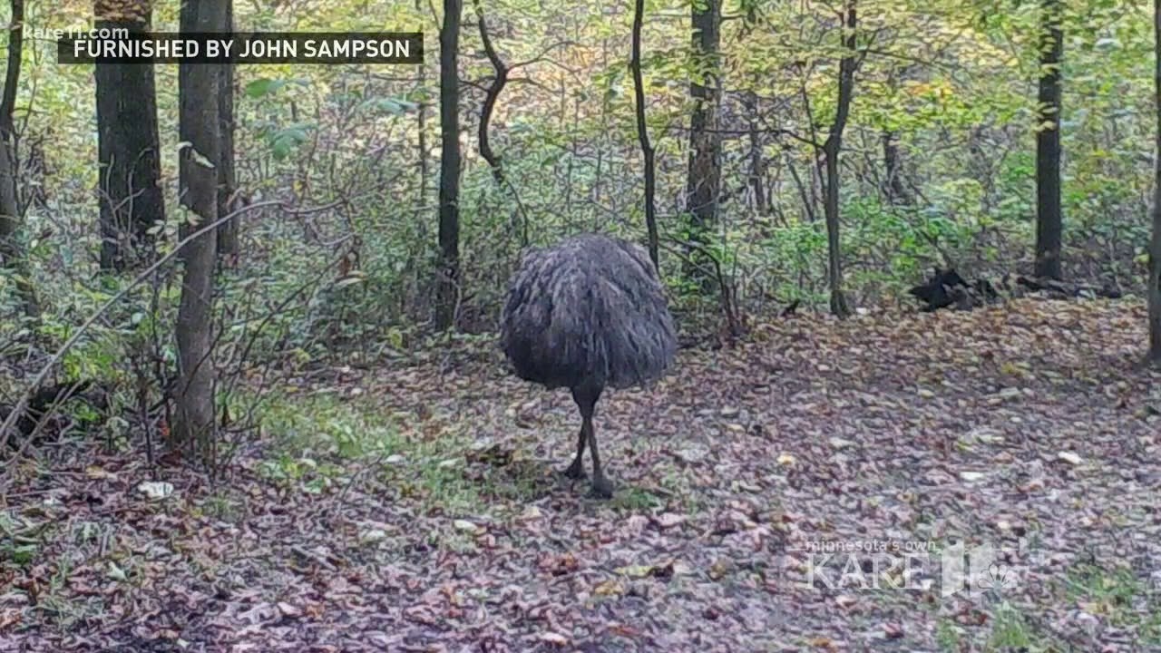 Dork the Emu dies during capture
