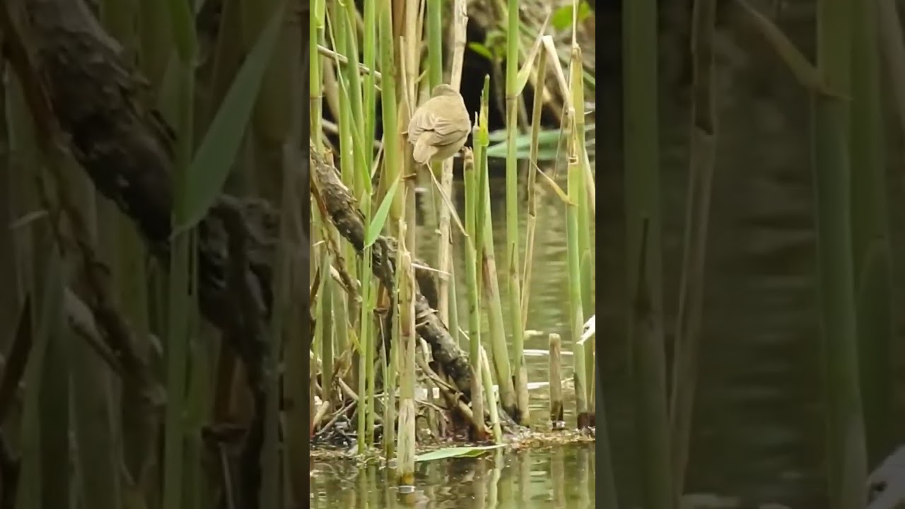 Reed Warbler 