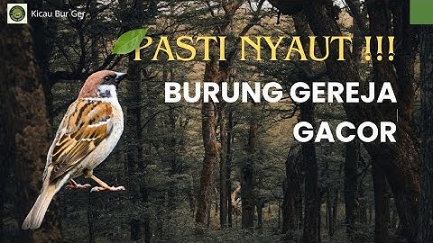 Top Masteran Gereja Tarung Ngeroll Abis Durasi Panjang Suara Jernih | Kicau Tembak