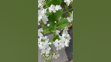 Duranta erecta_Hoa chuỗi ngọc trắng