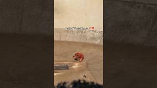 Download Lagu He Just Wanted Love… 🐒💔#japan #shorts MP3