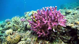 reef stories1