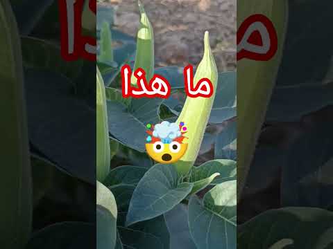 يشبه الكورجيت لكن انتظر حتى تقترب أكثر