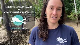 Virtual Reef Diver Tutorial