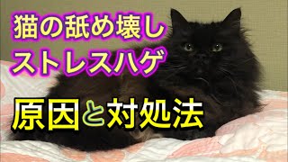 【猫の心因性脱毛】ストレスだけが原因じゃないかも？原因と対処法を獣医師が解説